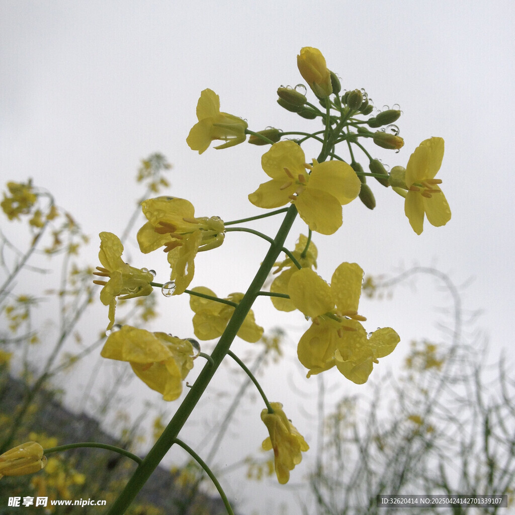 油菜花