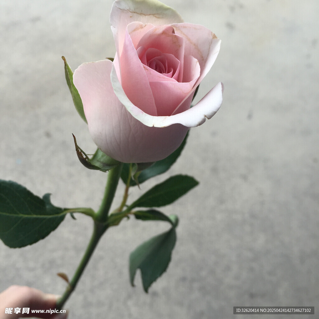 玫瑰花