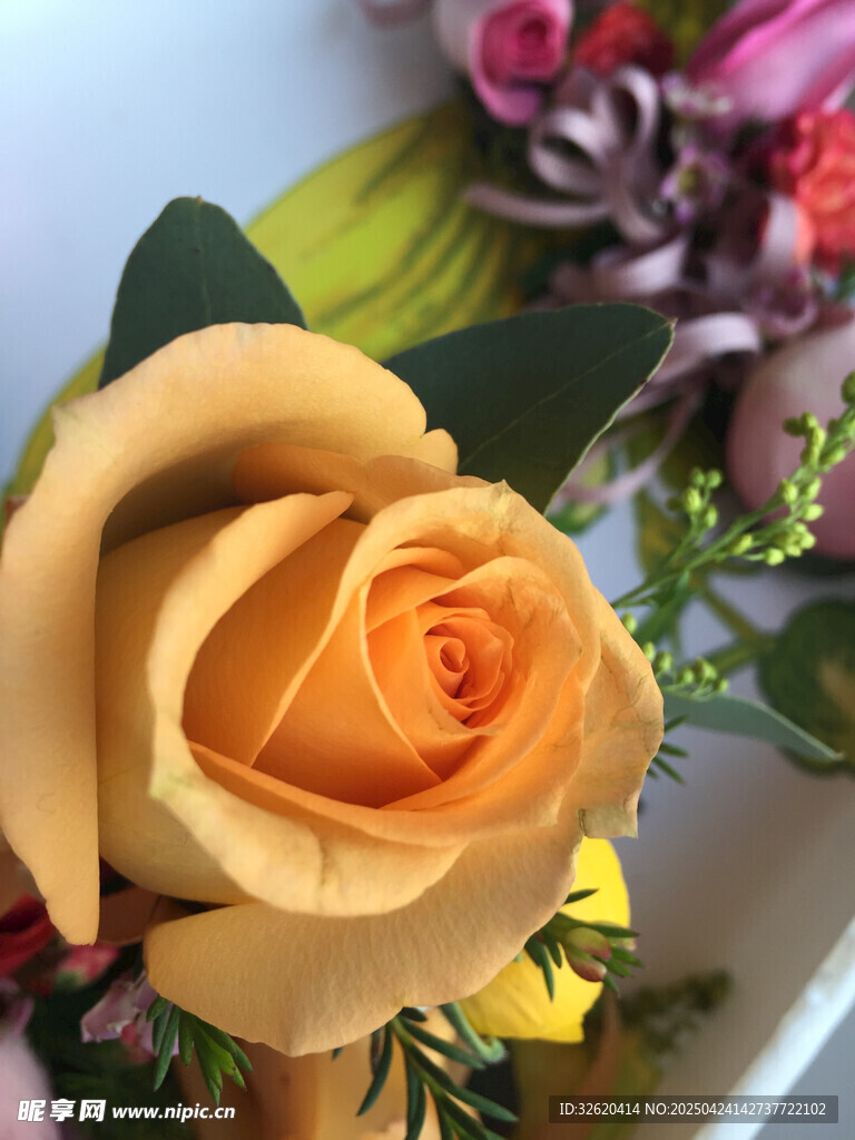 玫瑰花
