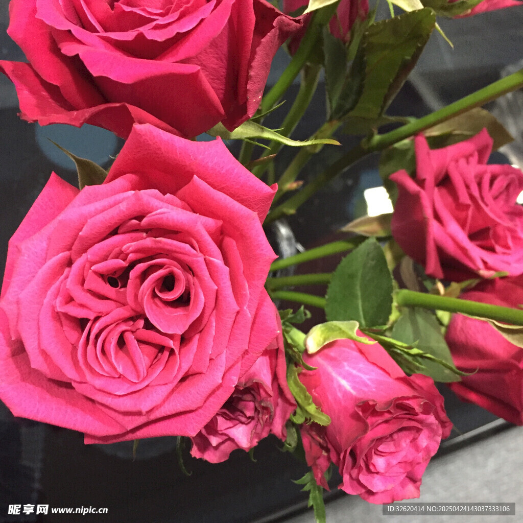 玫瑰花