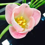 郁金香