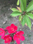 变叶珊瑚花