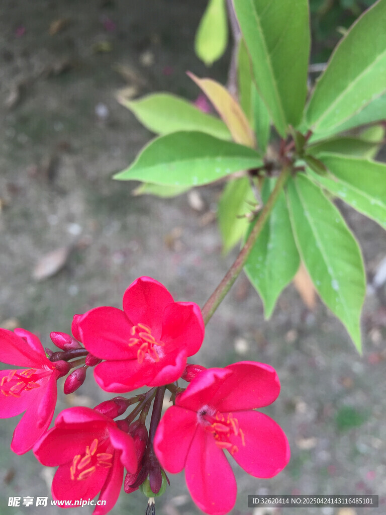 变叶珊瑚花