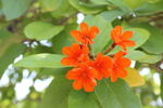 橙花