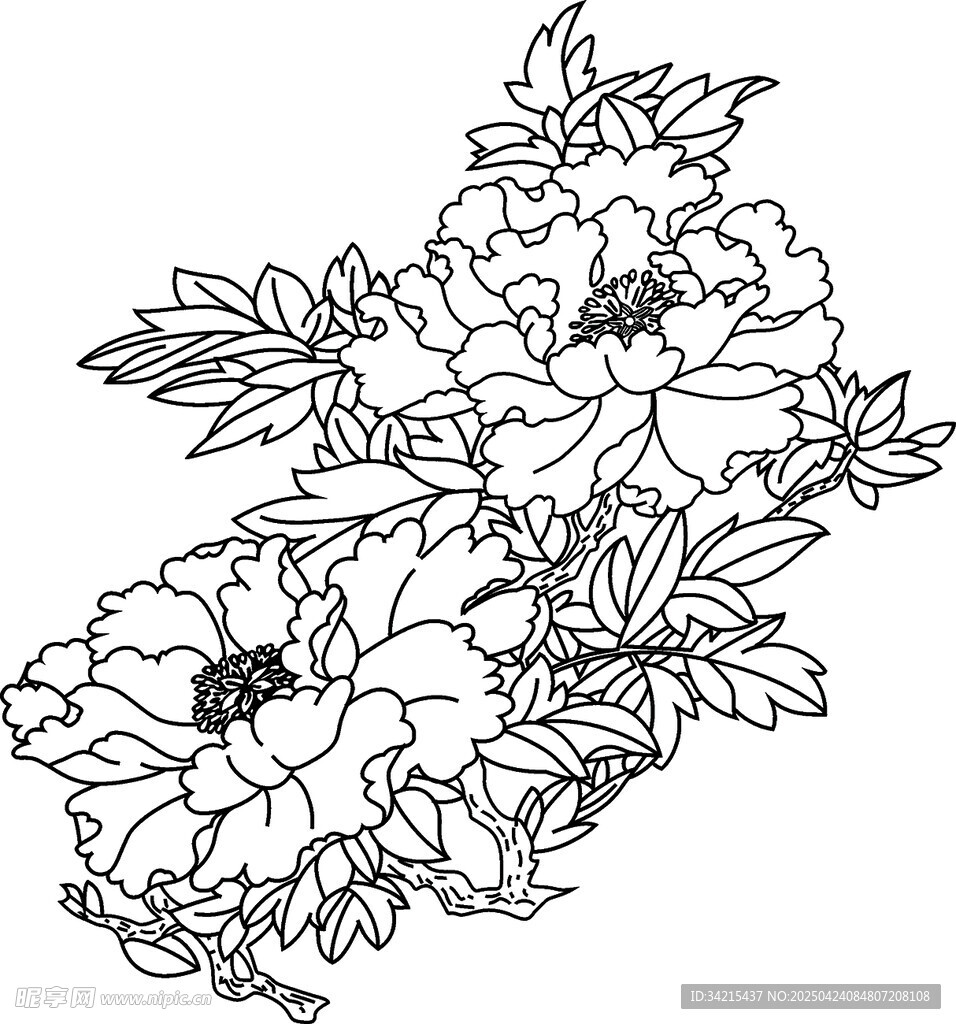 牡丹花卉黑白线稿图案
