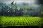 翠绿茶园云雾缭绕美景