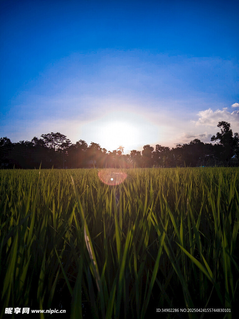 夕阳下的翠绿稻田美景
