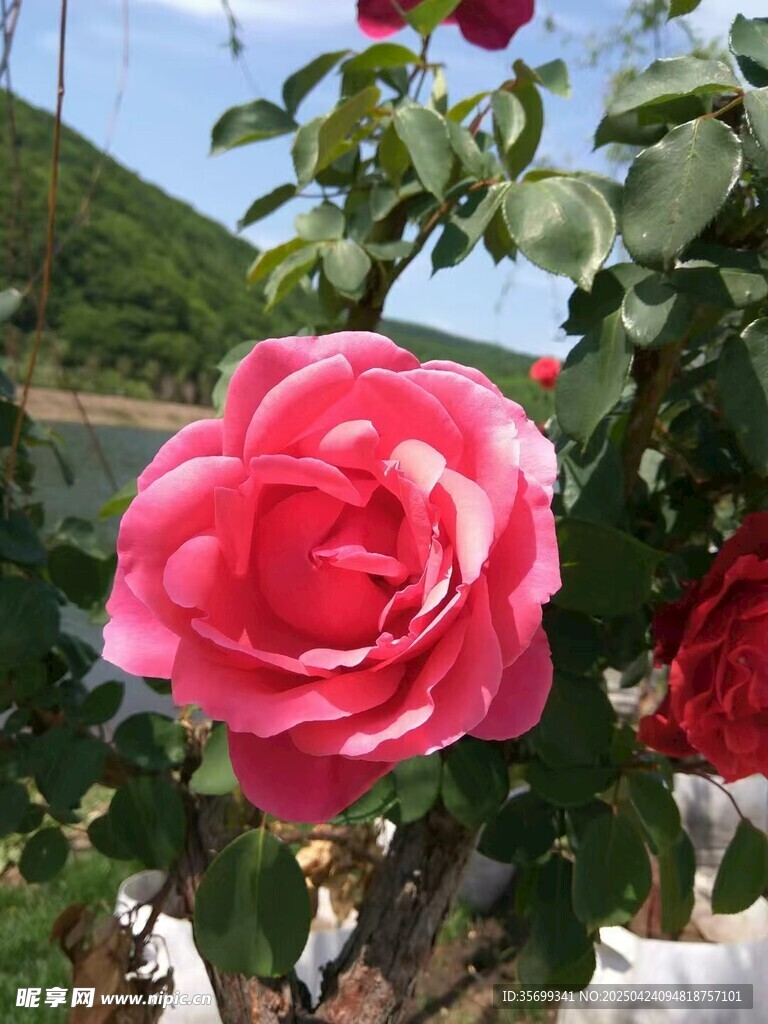 牡丹