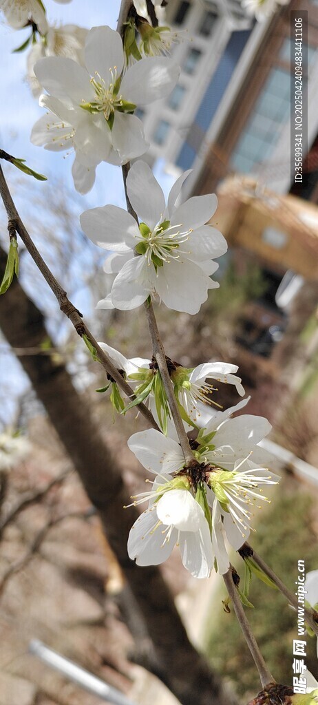 桃花
