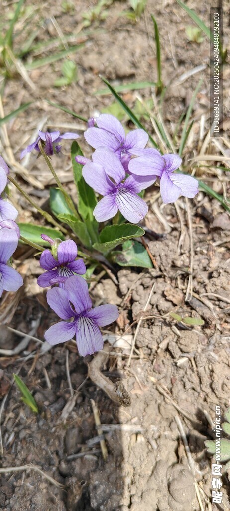 紫色小花