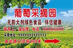 葡萄采摘园 绿色食品伴健康