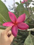 手托娇艳粉色鸡蛋花