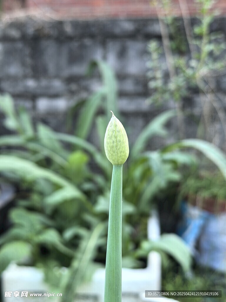 含苞待放的葱花