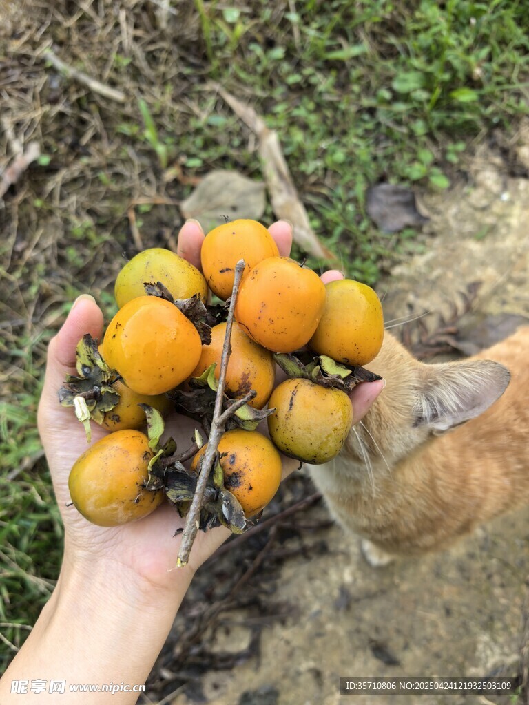 手捧饱满诱人的新鲜柿子