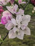 粉白三角梅花
