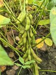 饱满的田间大豆植株