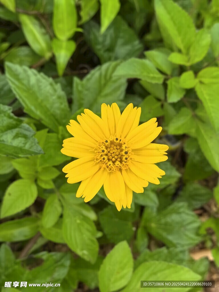 黄色小野菊花绽放绿叶间