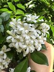 手捧洁白芬芳的夜来香花