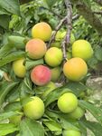 枝头饱满的多彩李子