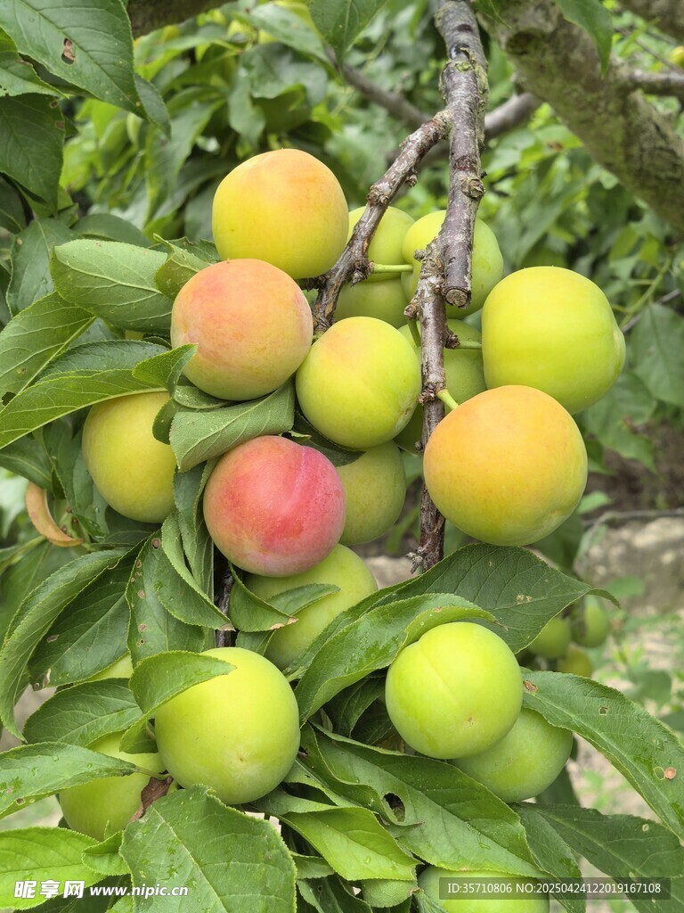 枝头饱满的多彩李子