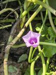 田野中的紫色牵牛花