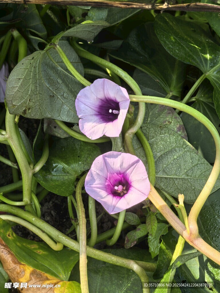 两朵紫色牵牛花