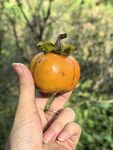 手捧橙黄小柿子