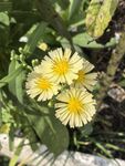 黄色麦菜花绽放绿叶间