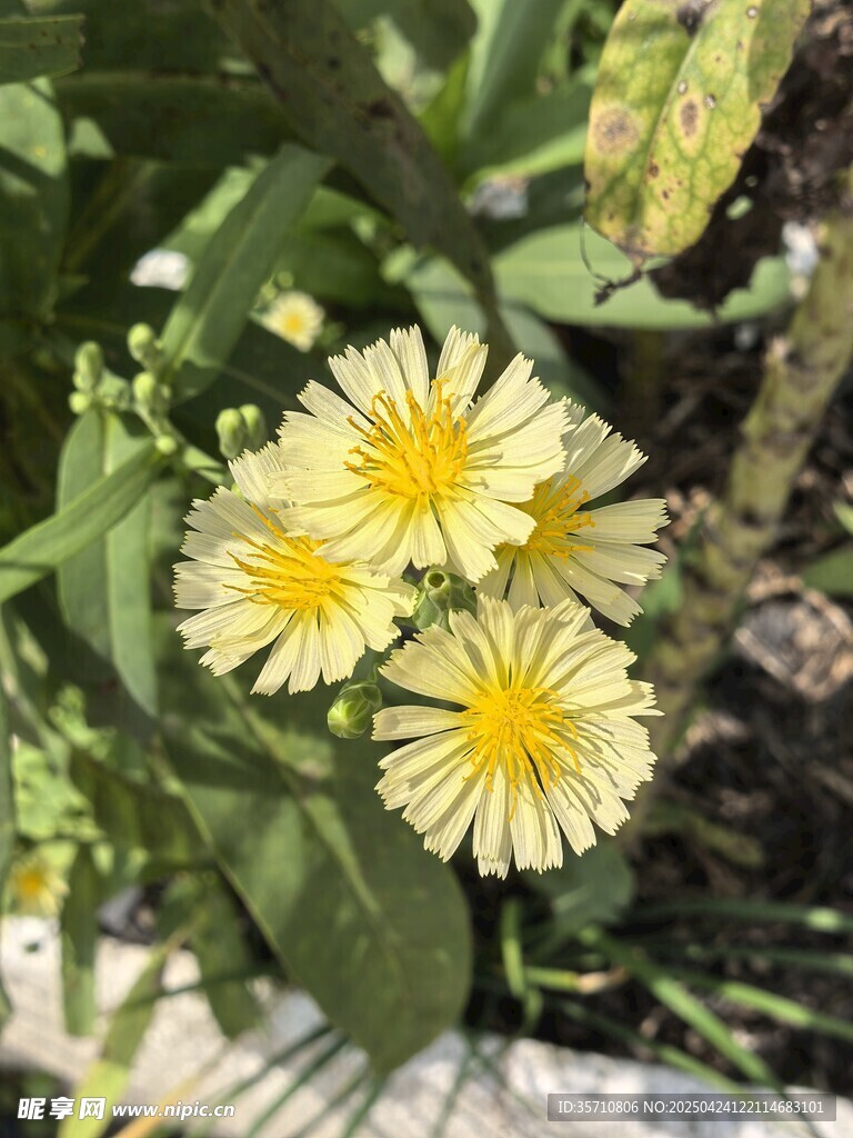黄色麦菜花绽放绿叶间