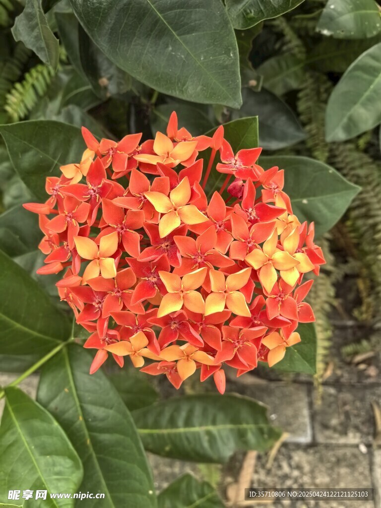 橙红色龙船花绽放