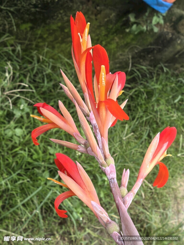 鲜艳美人蕉绽放于草地