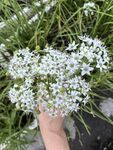 手捧白色小花于绿植间