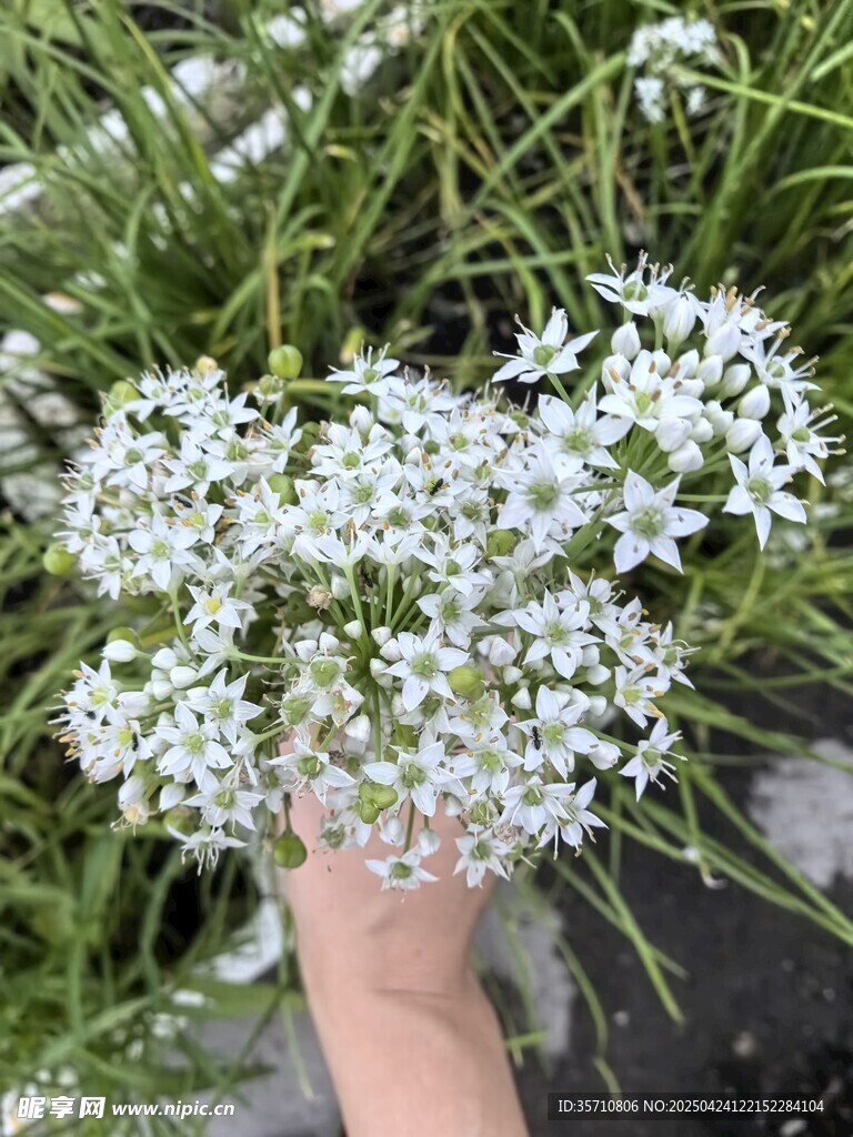 手捧白色小花于绿植间