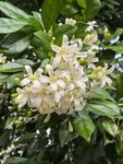 洁白繁茂的七里香花朵