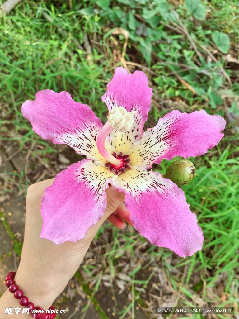 手捧娇艳粉色木棉花朵