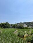 田园风光中的葱郁农田