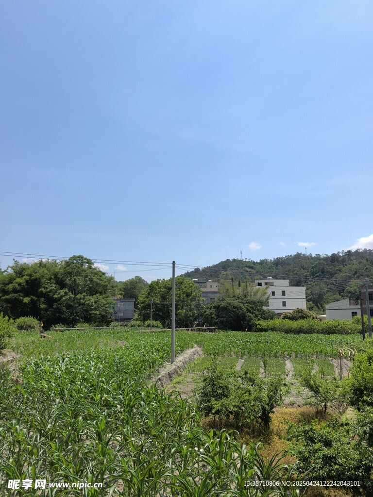 田园风光中的葱郁农田