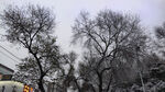 雪后街道旁的光秃树木