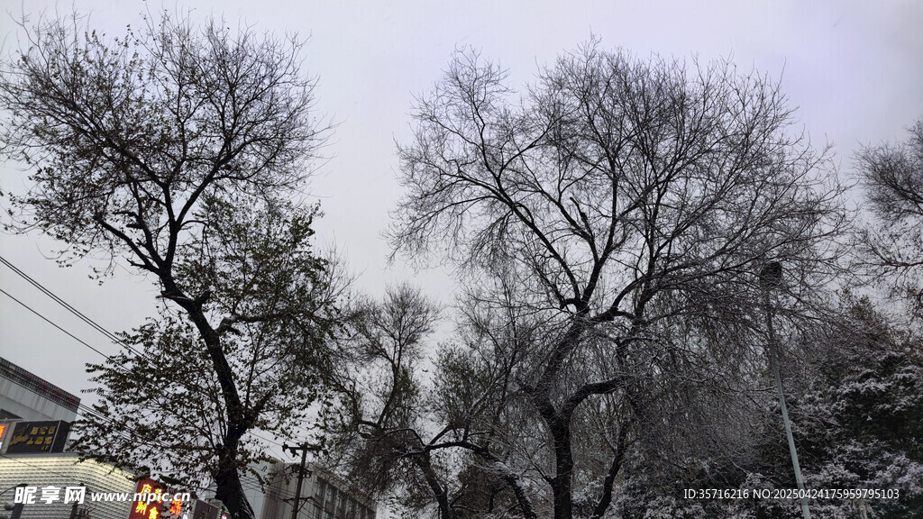 雪后街道旁的光秃树木