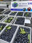 新鲜蓝莓待售