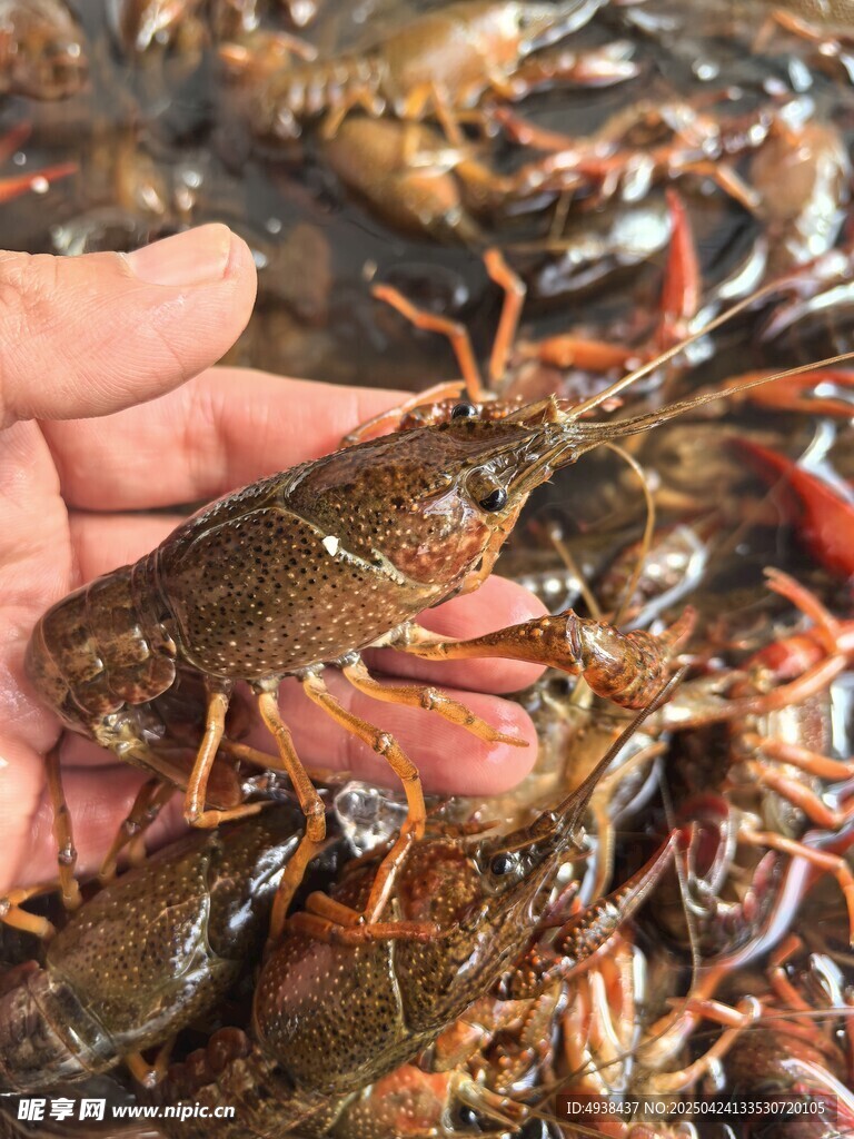 手捧鲜活小龙虾