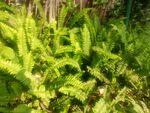 翠绿蕨类植物生机勃勃