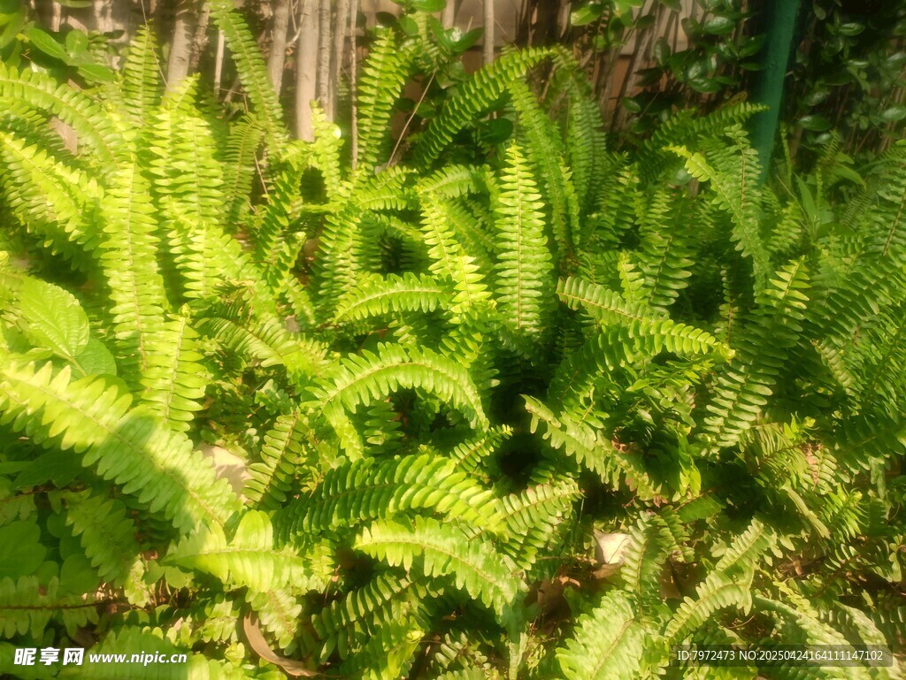 翠绿蕨类植物生机勃勃