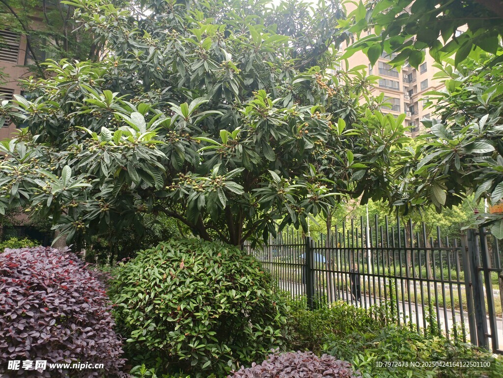 庭院绿植景观