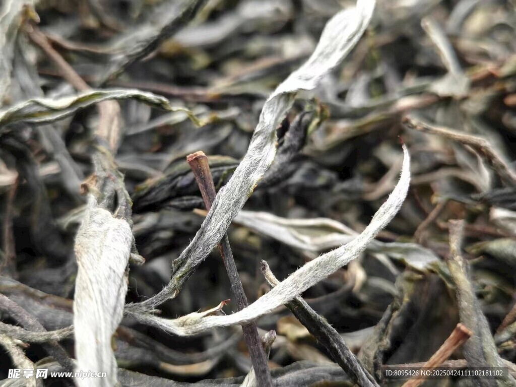 古树 冰岛 普洱茶 云南毛茶