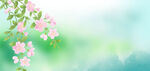 花枝绽放清新背景