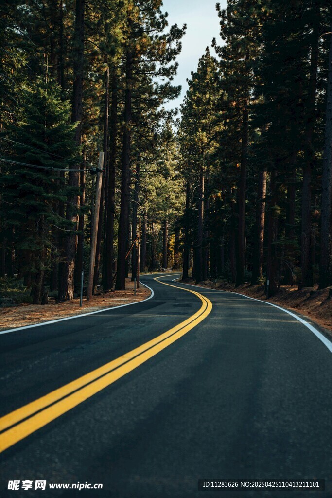 林间蜿蜒公路美景