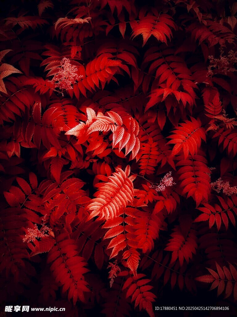 蕨类植物