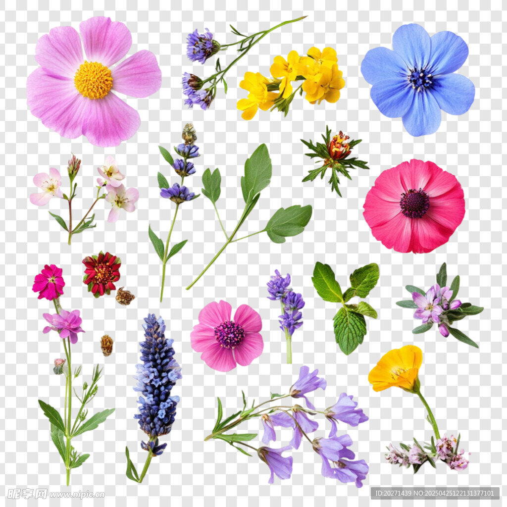 花朵素材