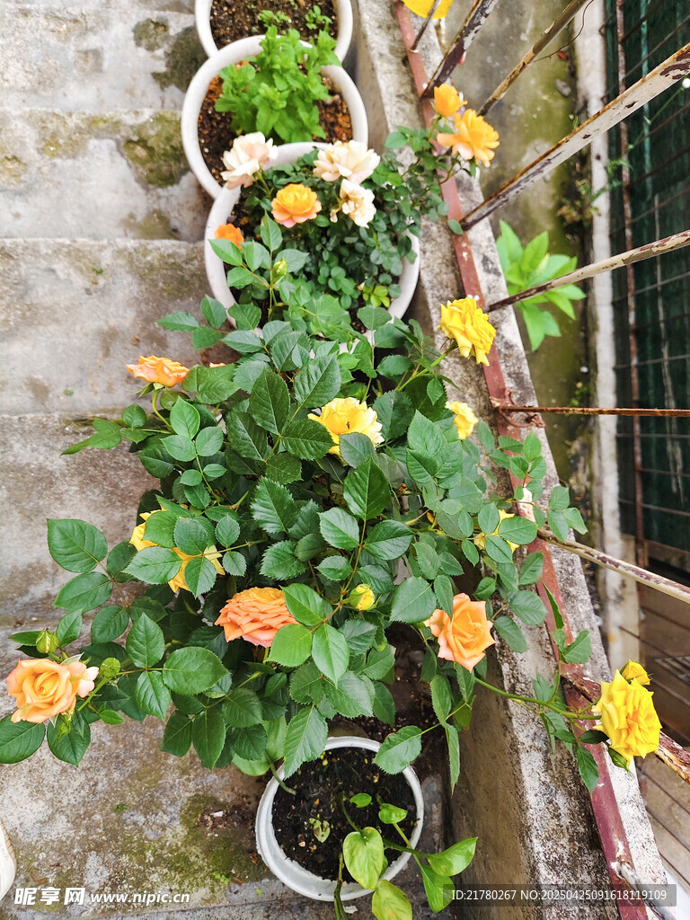 多彩月季花